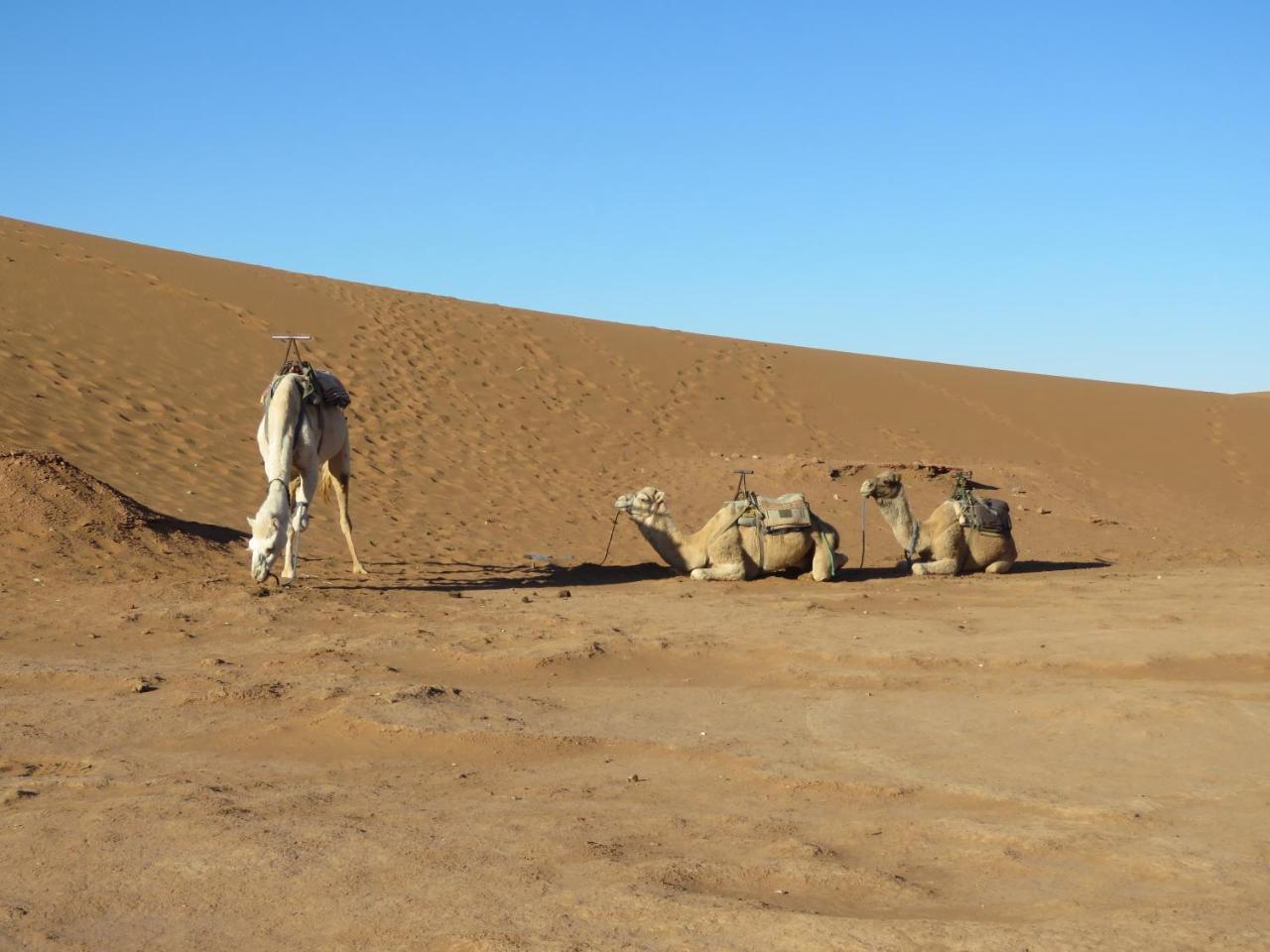 Chegaga Berber Camps Hotel M'Hamid Exterior photo